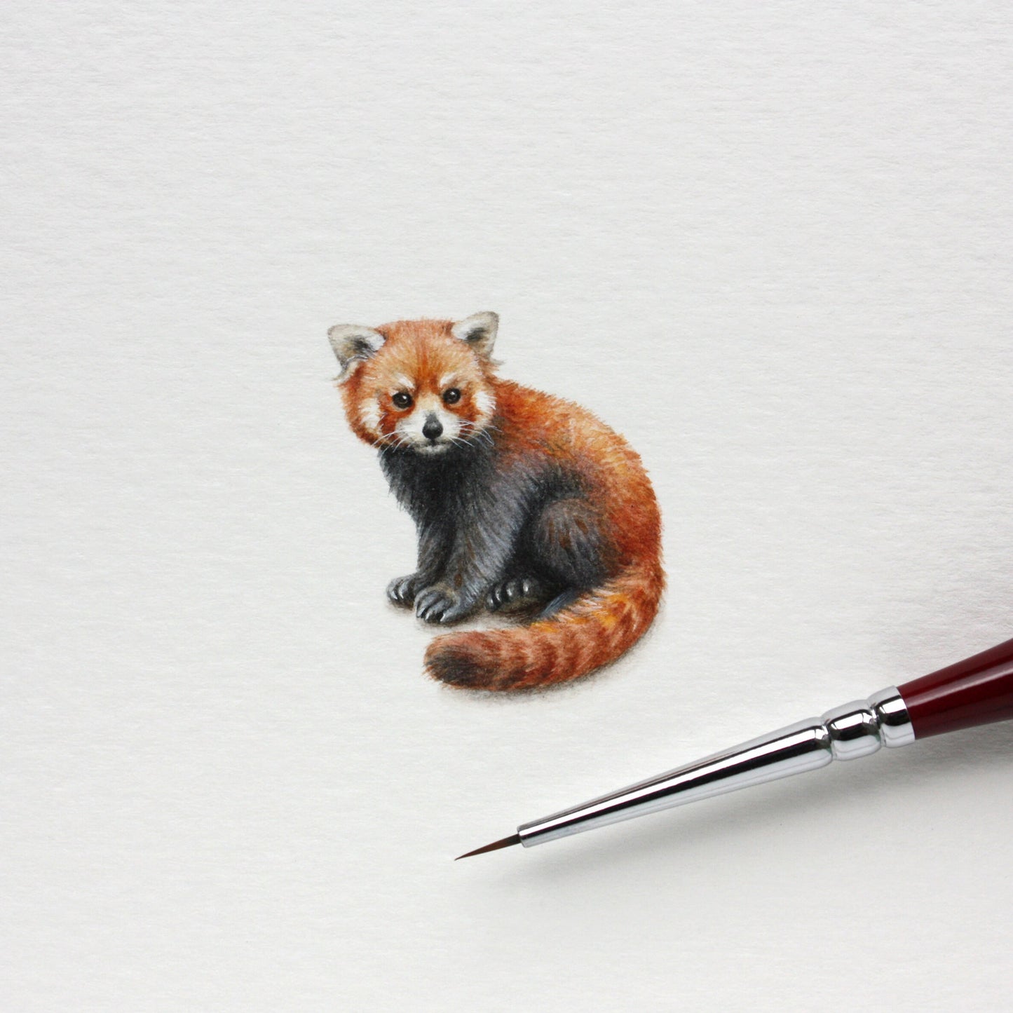 Red Panda. Print from original watercolor miniature painting