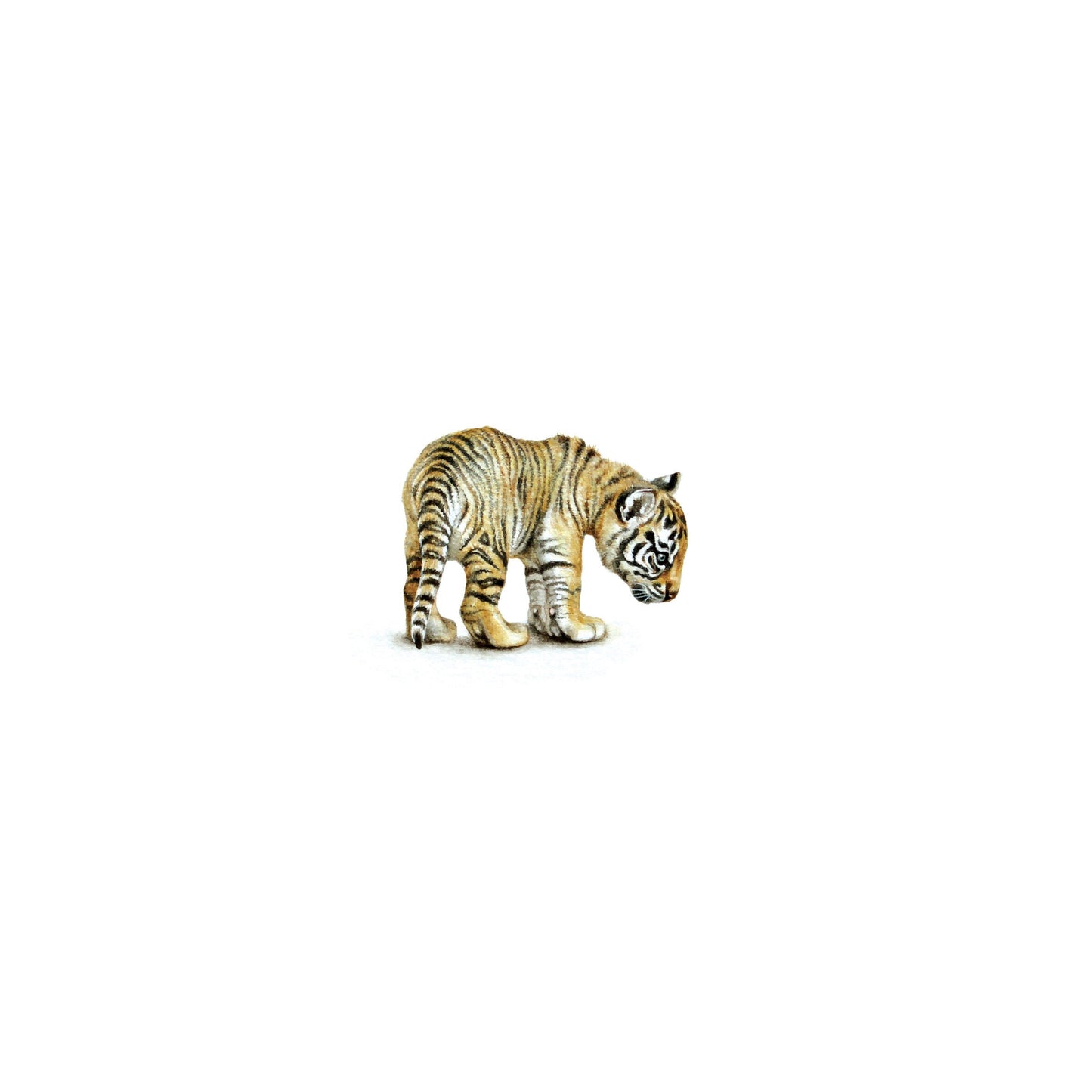 Tiger cub. Print from original watercolor miniature painting