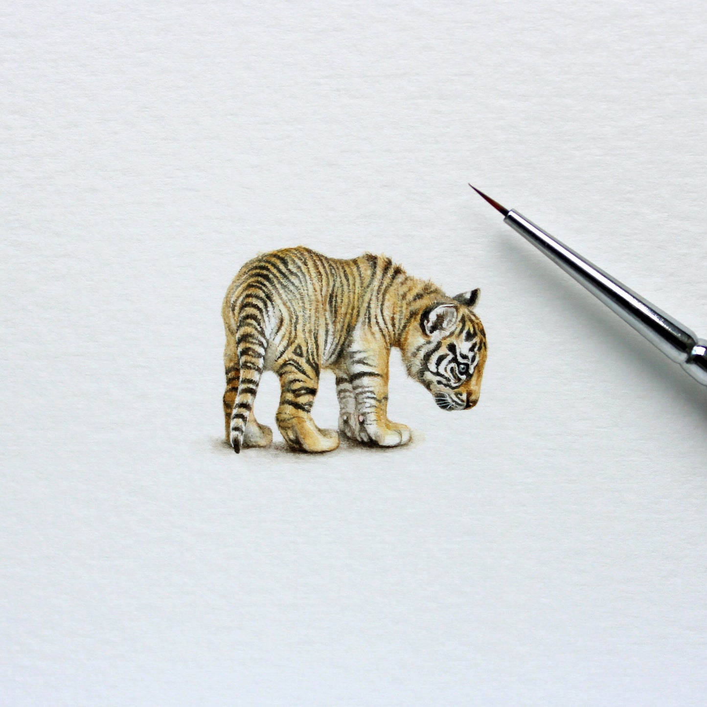 Tiger cub. Print from original watercolor miniature painting