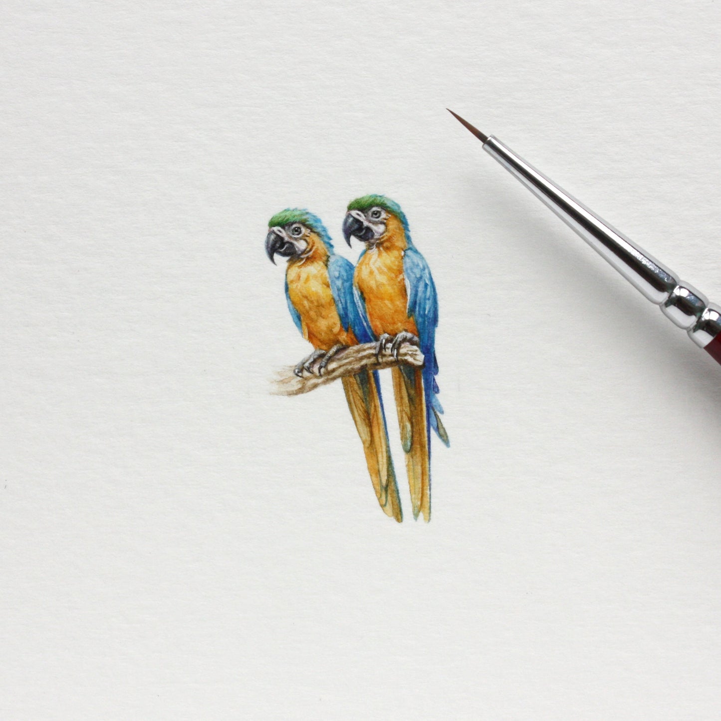 Blue and Gold Macaws. Print from original watercolor miniature painting