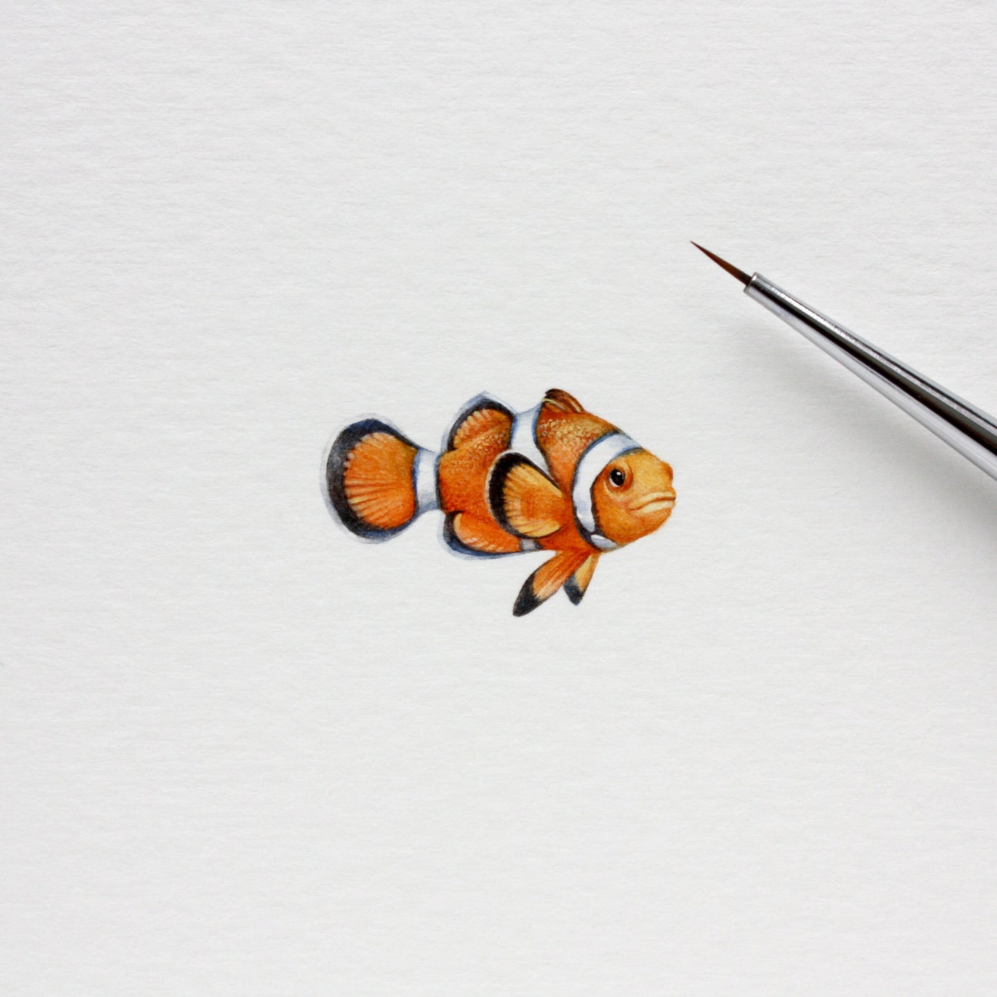 Clownfish. Print from original watercolor miniature painting