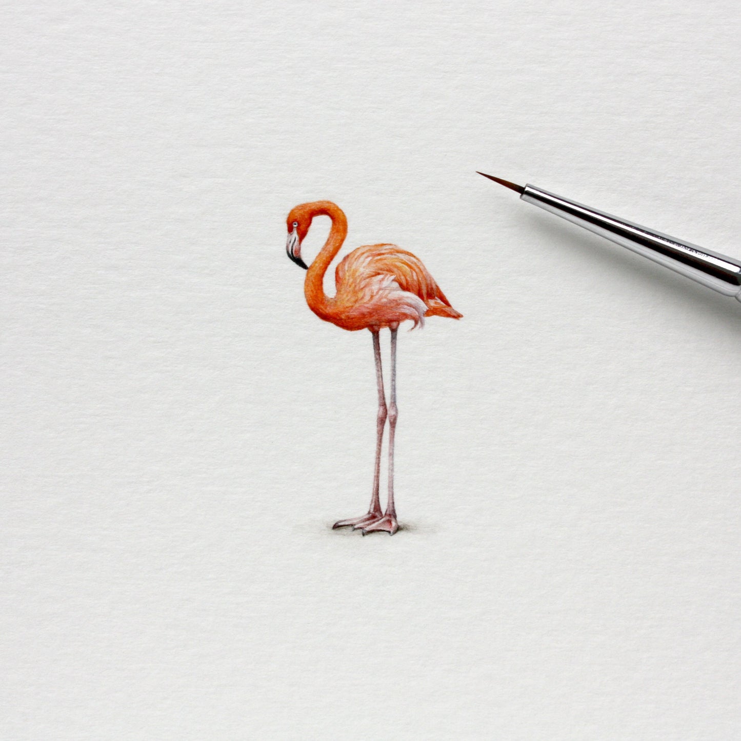 Flamingo. Print from original watercolor miniature painting