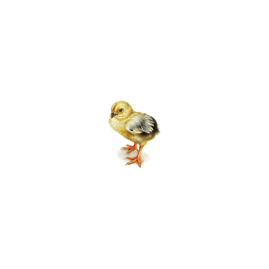 PRINT of watercolor miniature painting. Baby Chicken