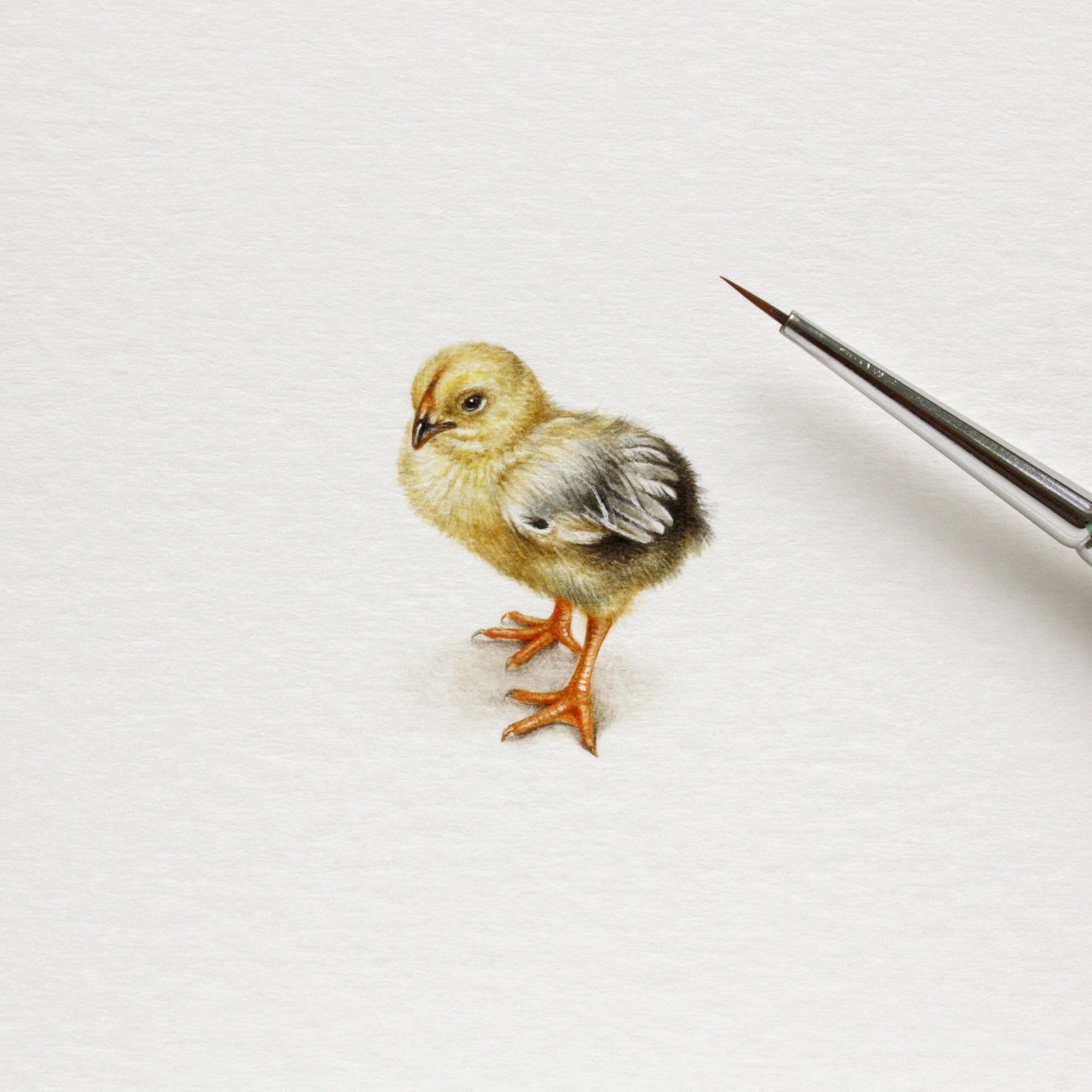 Baby Chicken. Print from original watercolor miniature painting