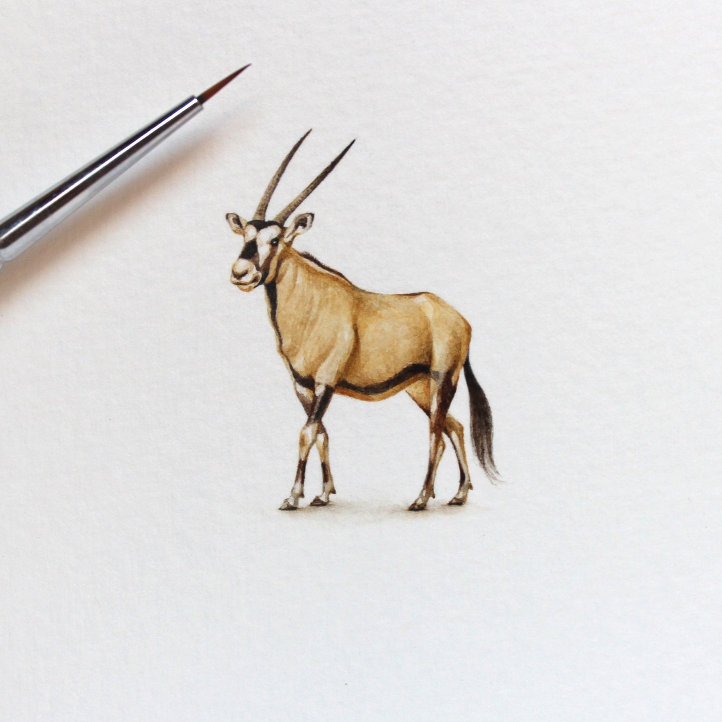 Oryx Gazella. Print from original watercolor miniature painting