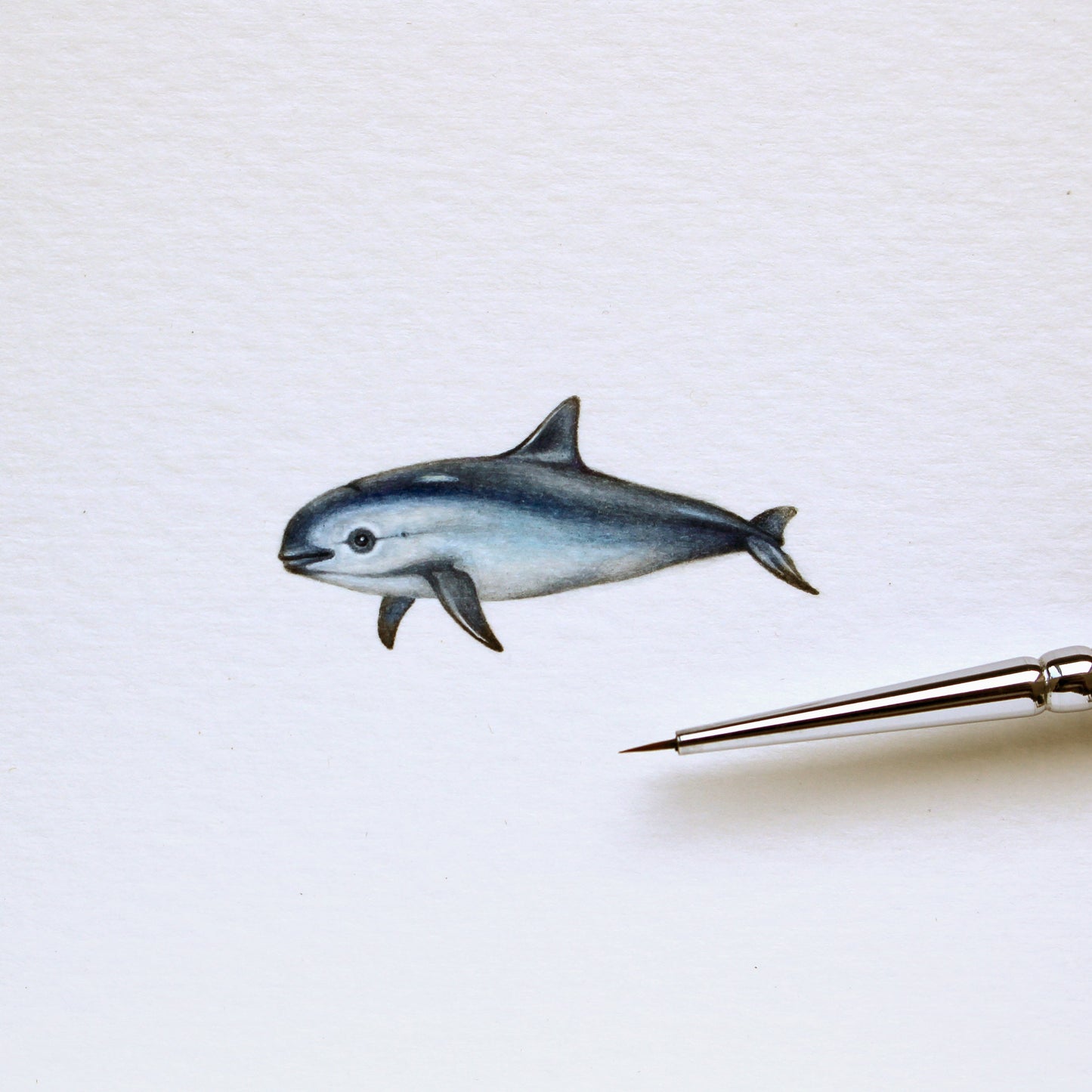 Vaquita. Print from original watercolor miniature painting