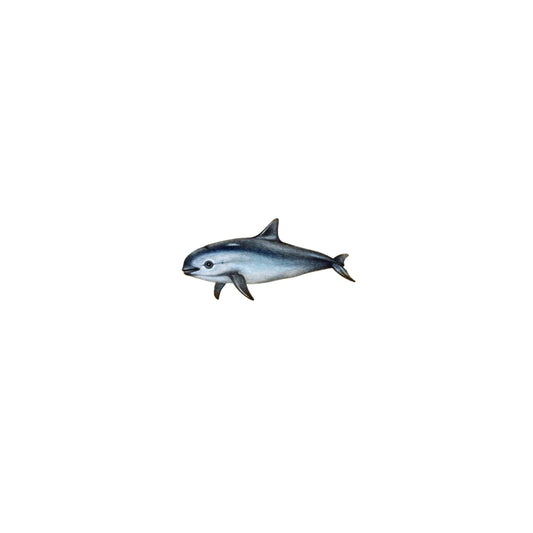 PRINT of watercolor miniature painting. Vaquita