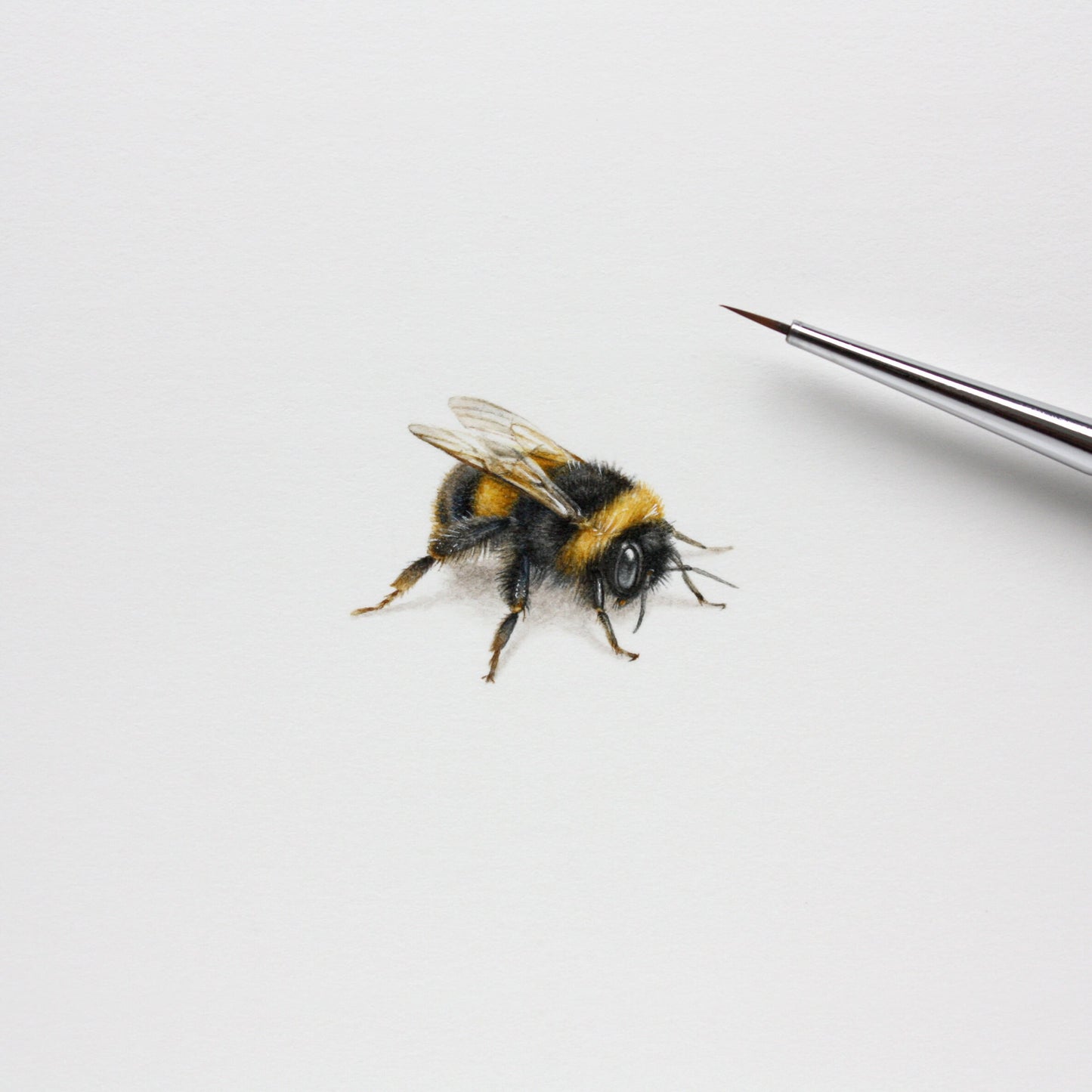 Bumblebee. Print from original watercolor miniature painting