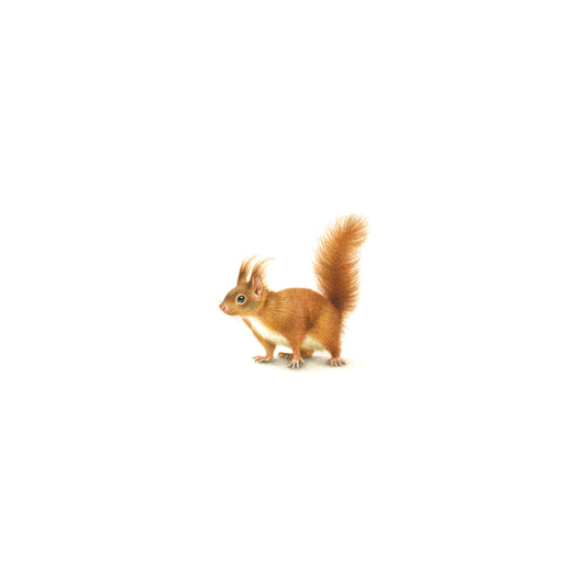 Squirrel. Print from original watercolor miniature painting