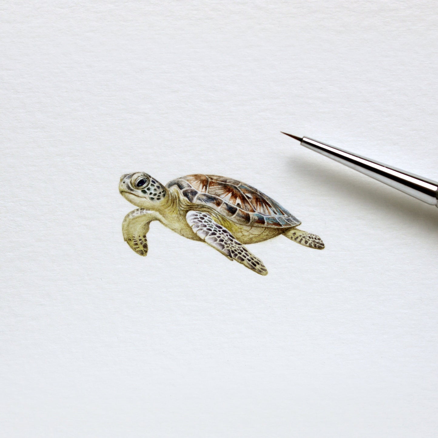 Sea Turtle. Print from original watercolor miniature painting