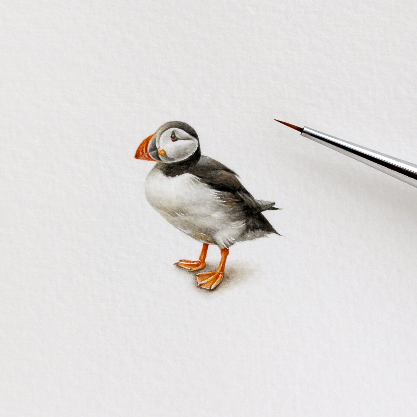 Puffin. Print from original watercolor miniature painting