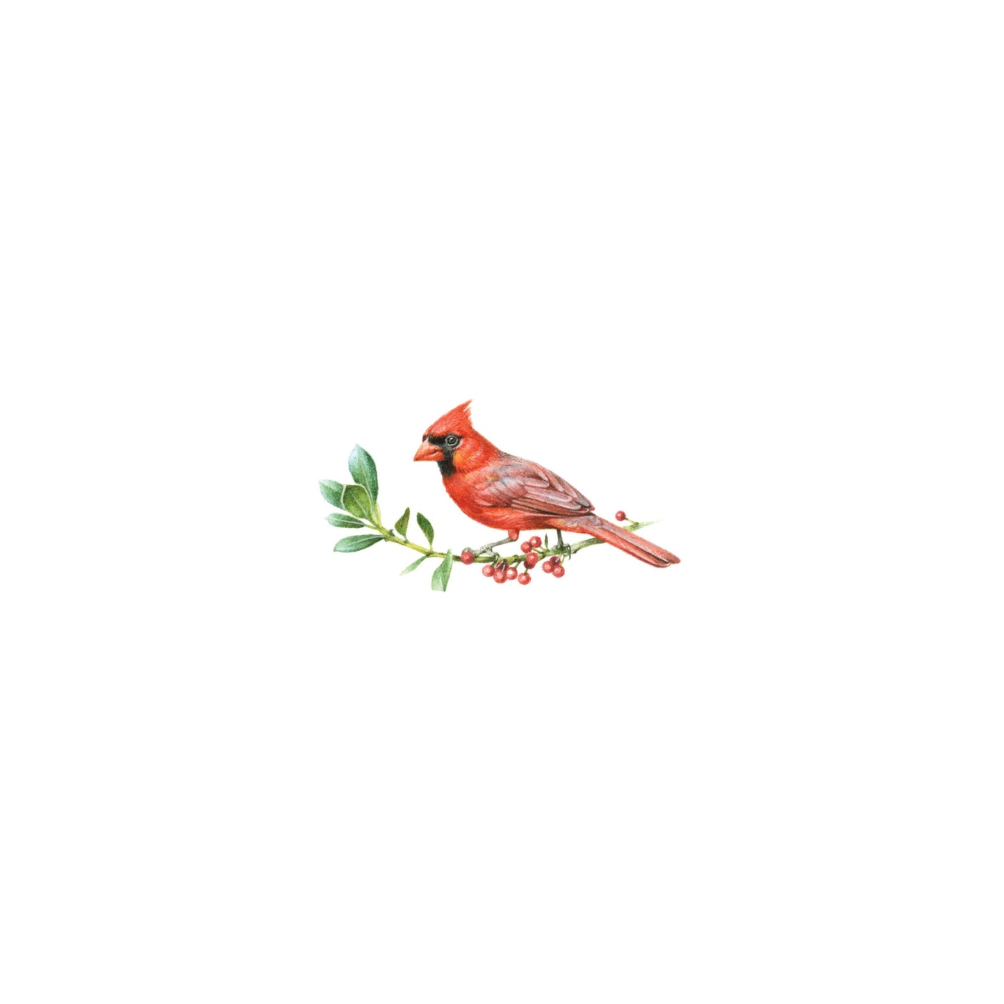 Northern cardinal. Print from original watercolor miniature painting