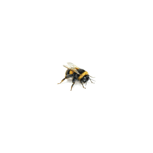 PRINT of watercolor miniature painting. Bumblebee