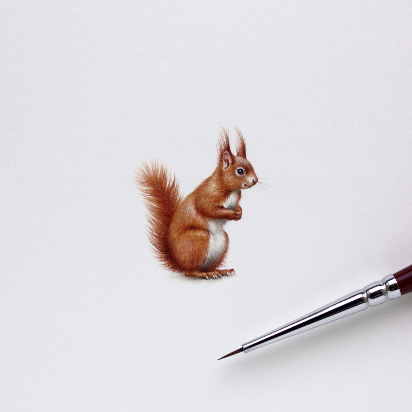 Red Squirrel. Print from original watercolor miniature painting