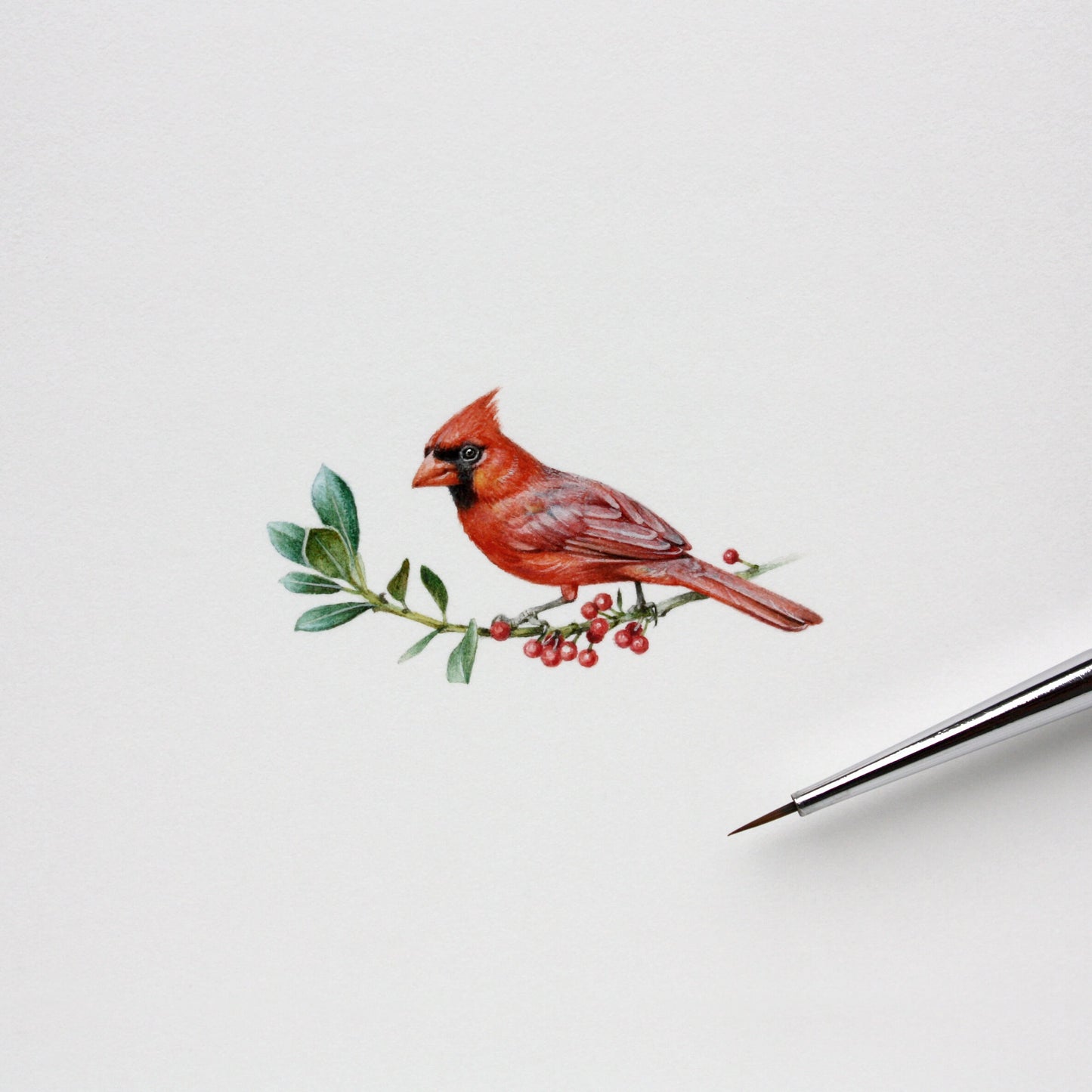 Northern cardinal. Print from original watercolor miniature painting