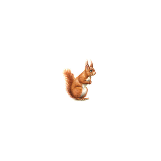 PRINT of watercolor miniature painting. Red Squirrel