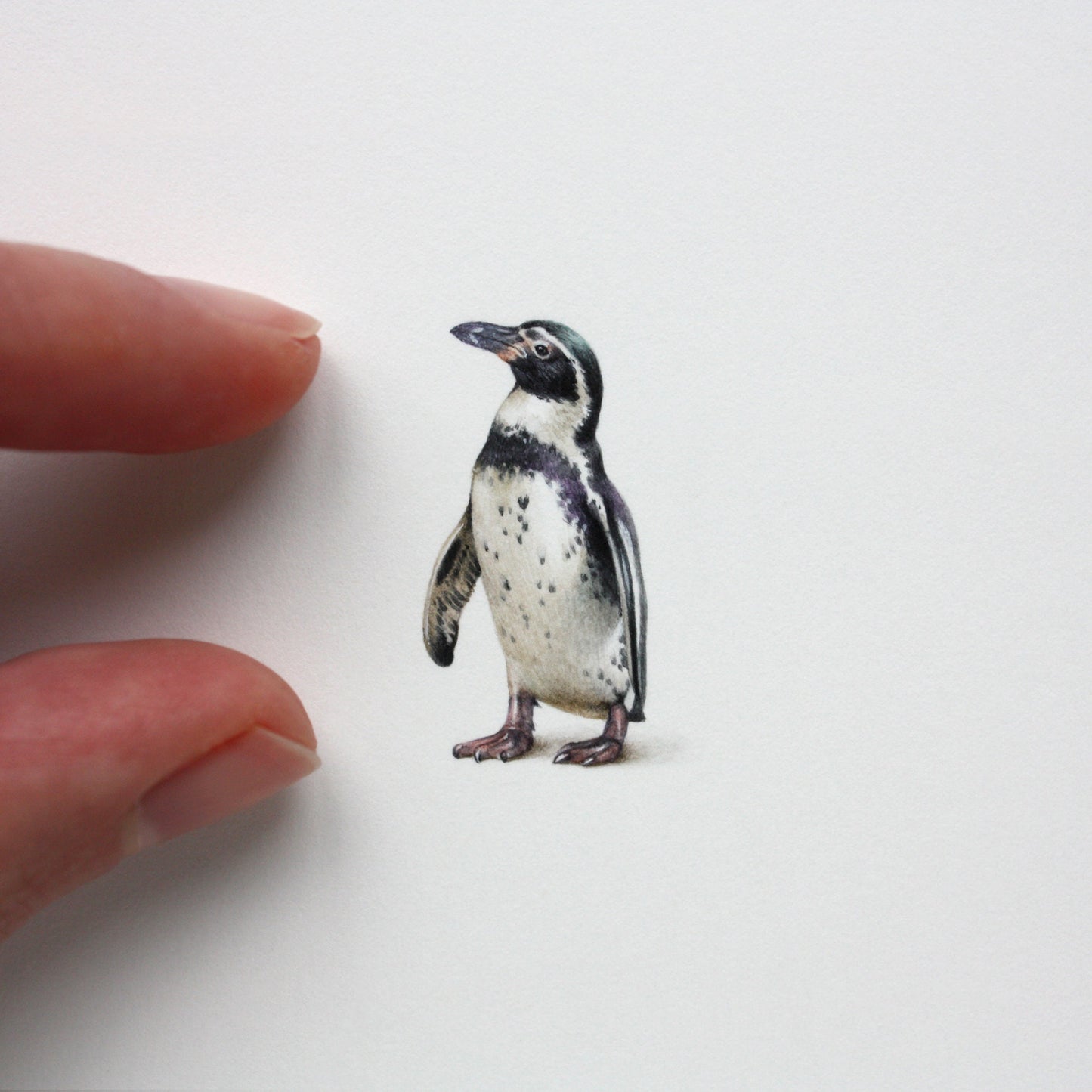 African Penguin. Print from original watercolor miniature painting