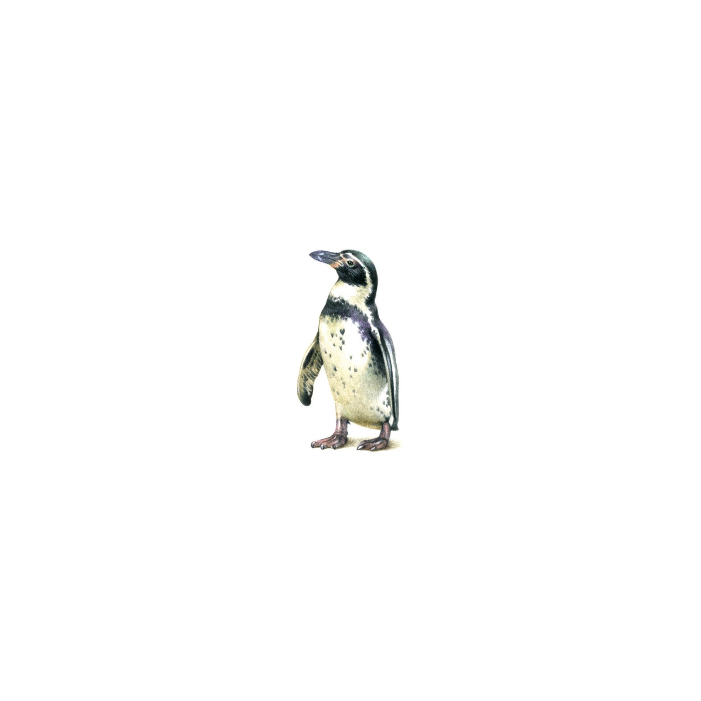 African Penguin. Print from original watercolor miniature painting