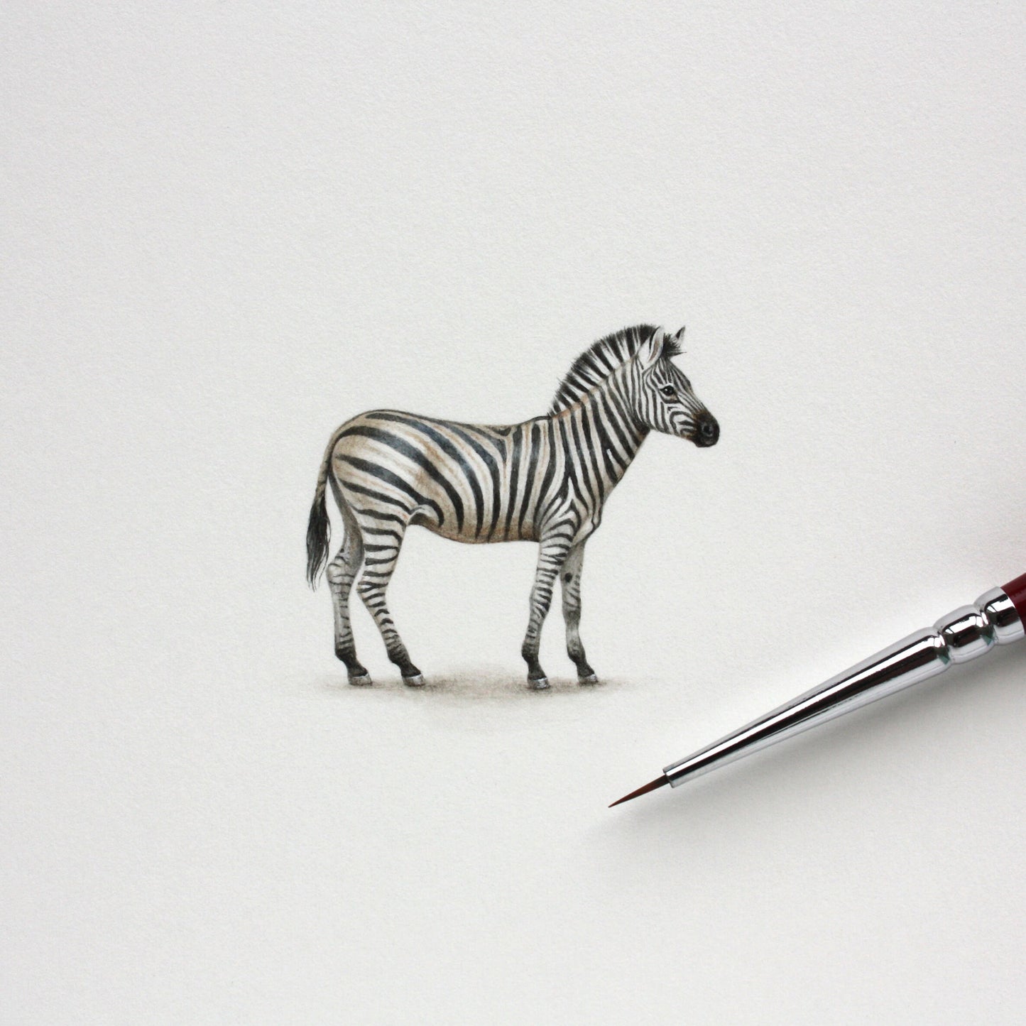 Zebra. Print from original watercolor miniature painting