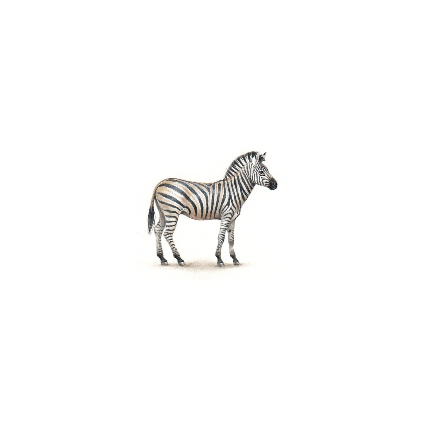 Zebra. Print from original watercolor miniature painting