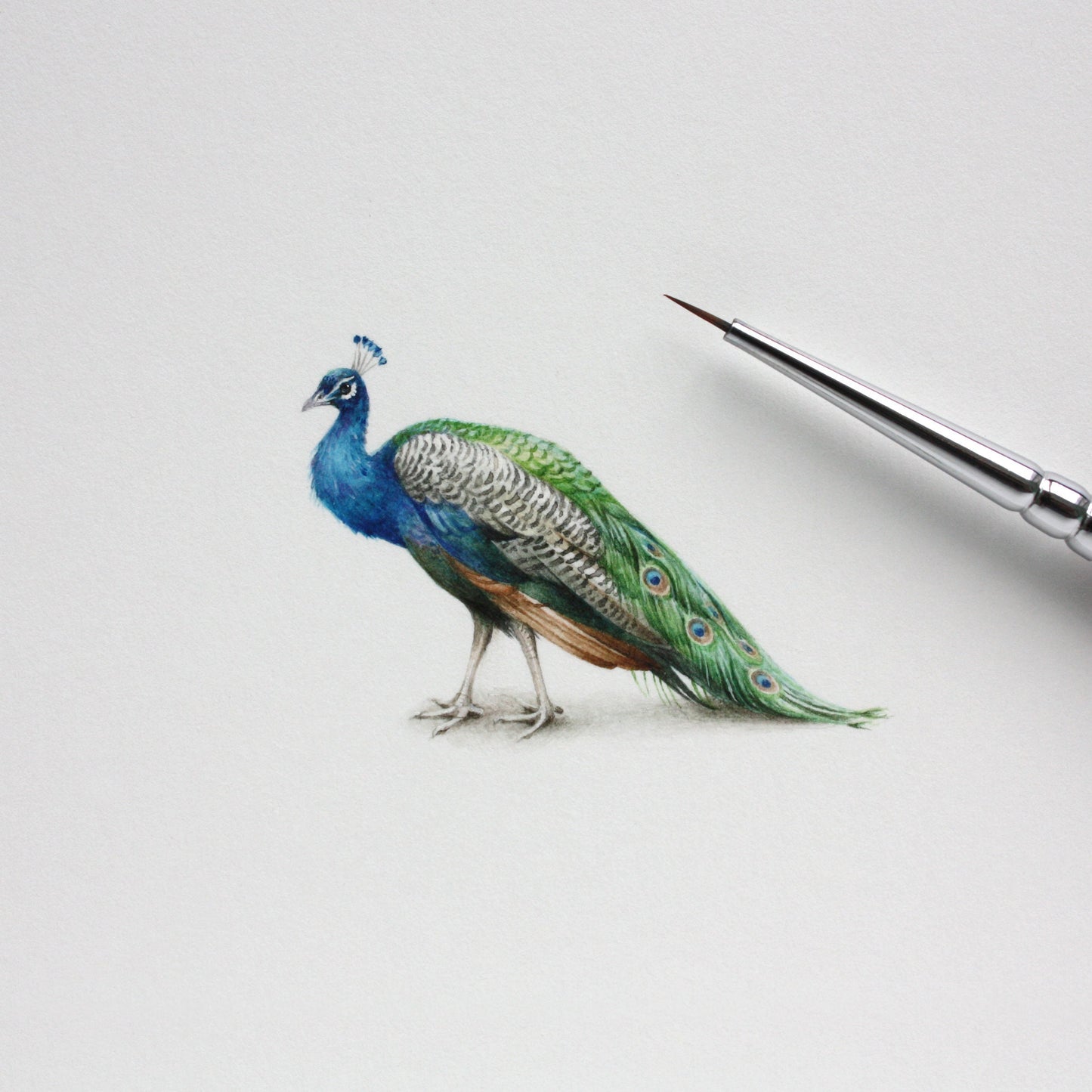 Peacock. Print from original watercolor miniature painting