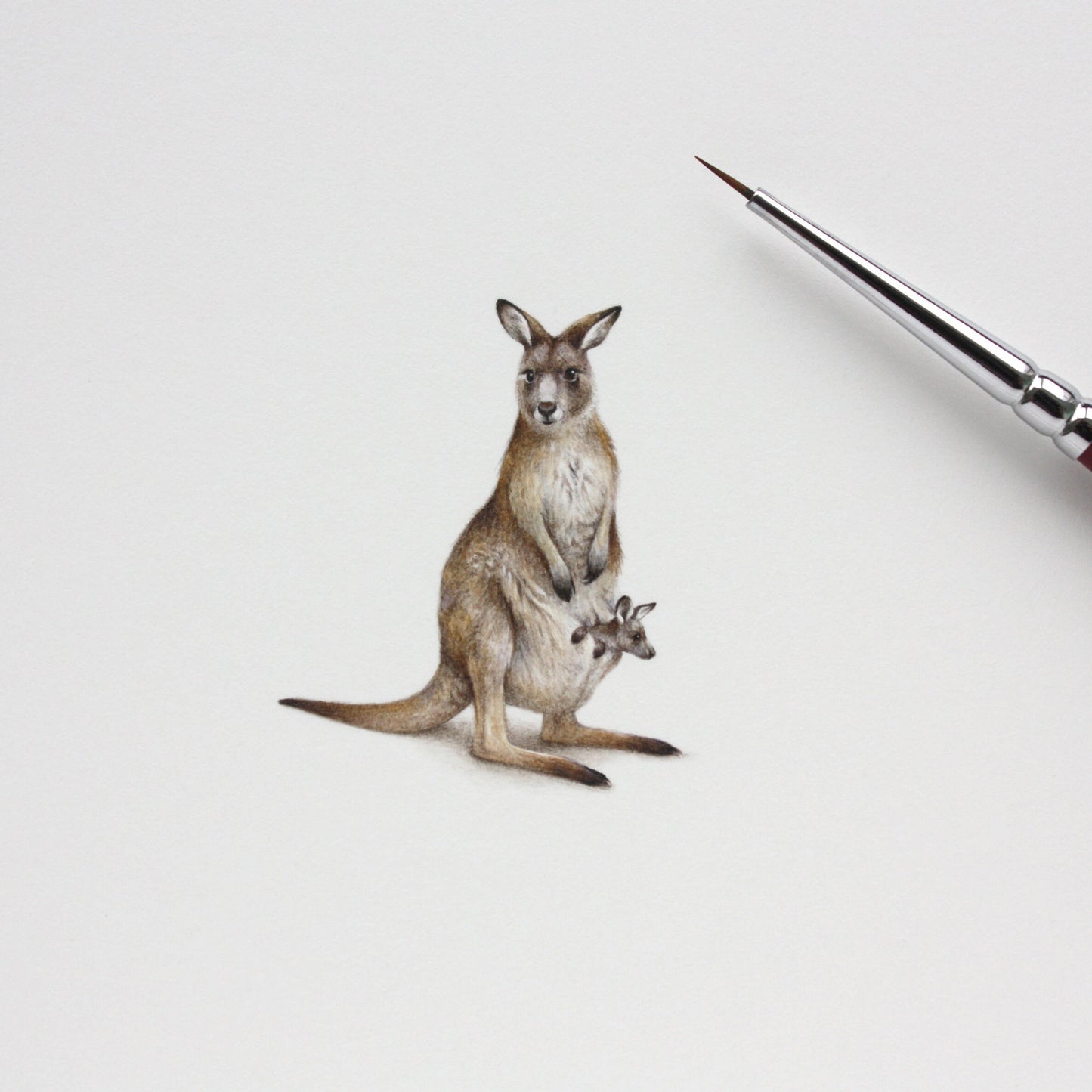 Kangaroo. Print from original watercolor miniature painting