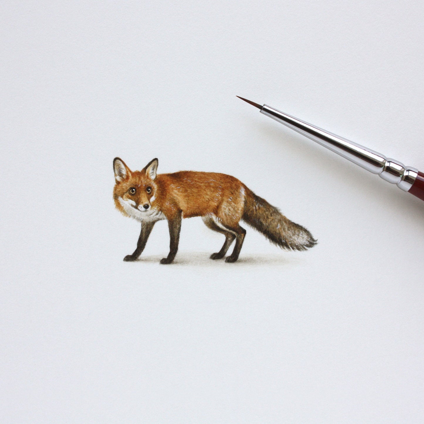 Red Fox. Print from original watercolor miniature painting