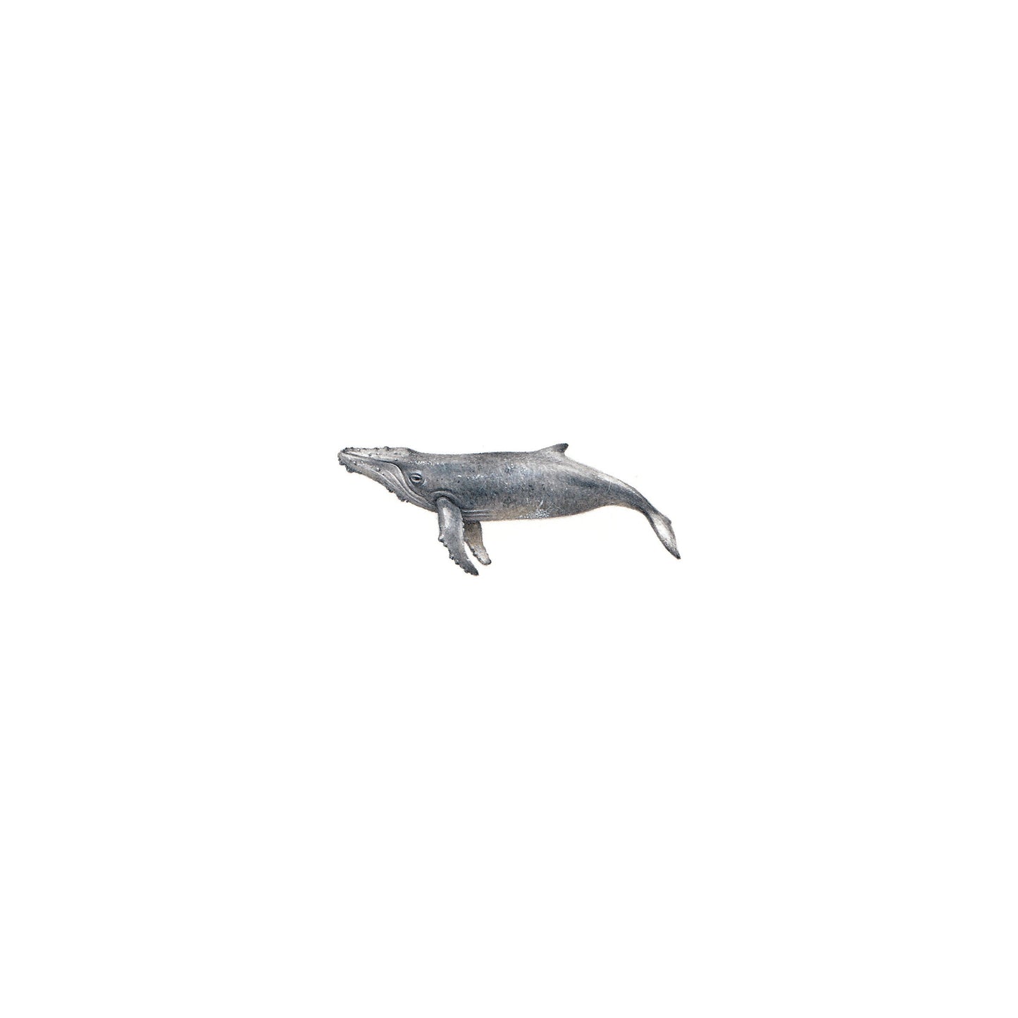 Humpback Whale. Print from original watercolor miniature painting