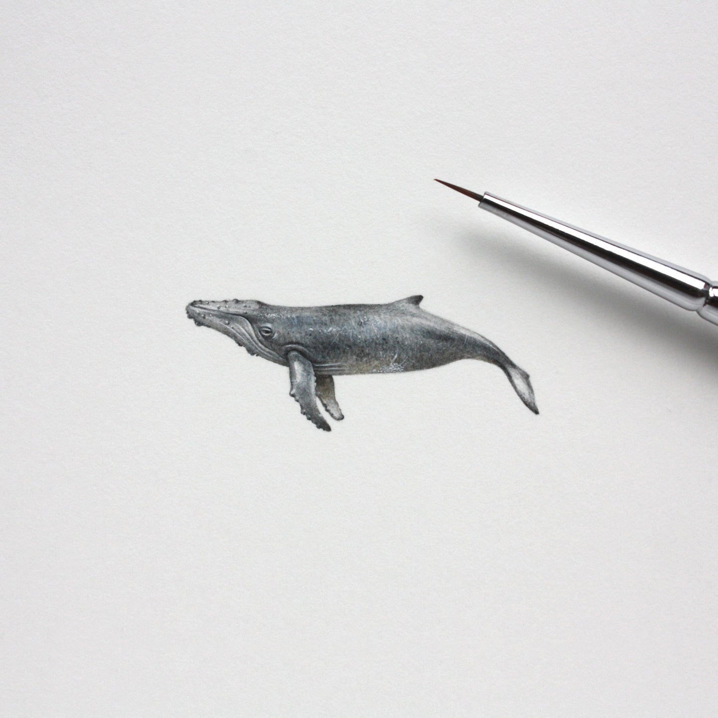 Humpback Whale. Print from original watercolor miniature painting