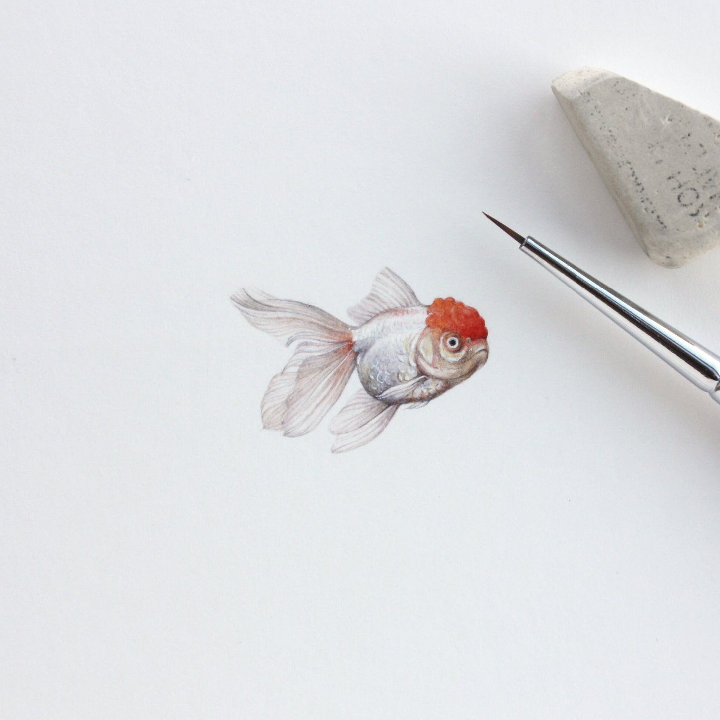 Red Cap Oranda Goldfish. Print from original watercolor miniature painting