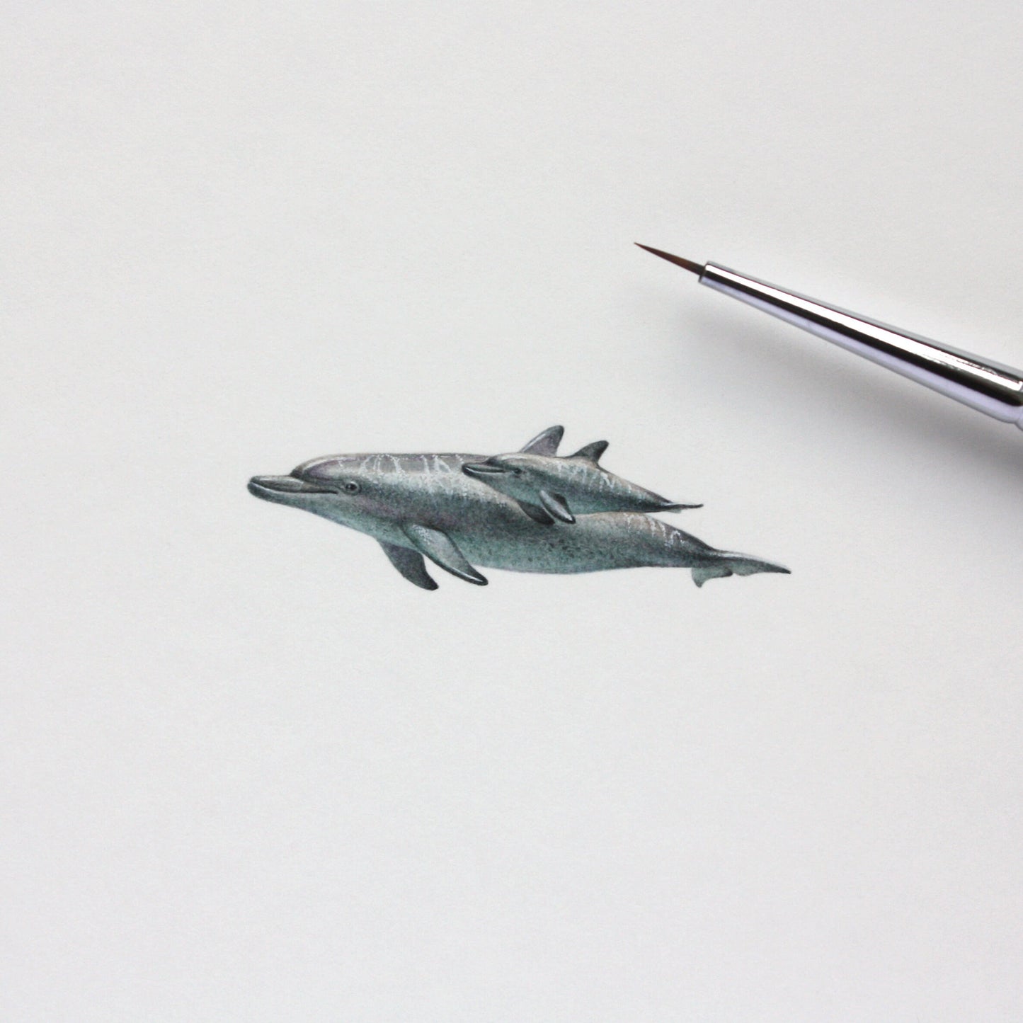 Bottlenose Dolphins. Print from original watercolor miniature painting