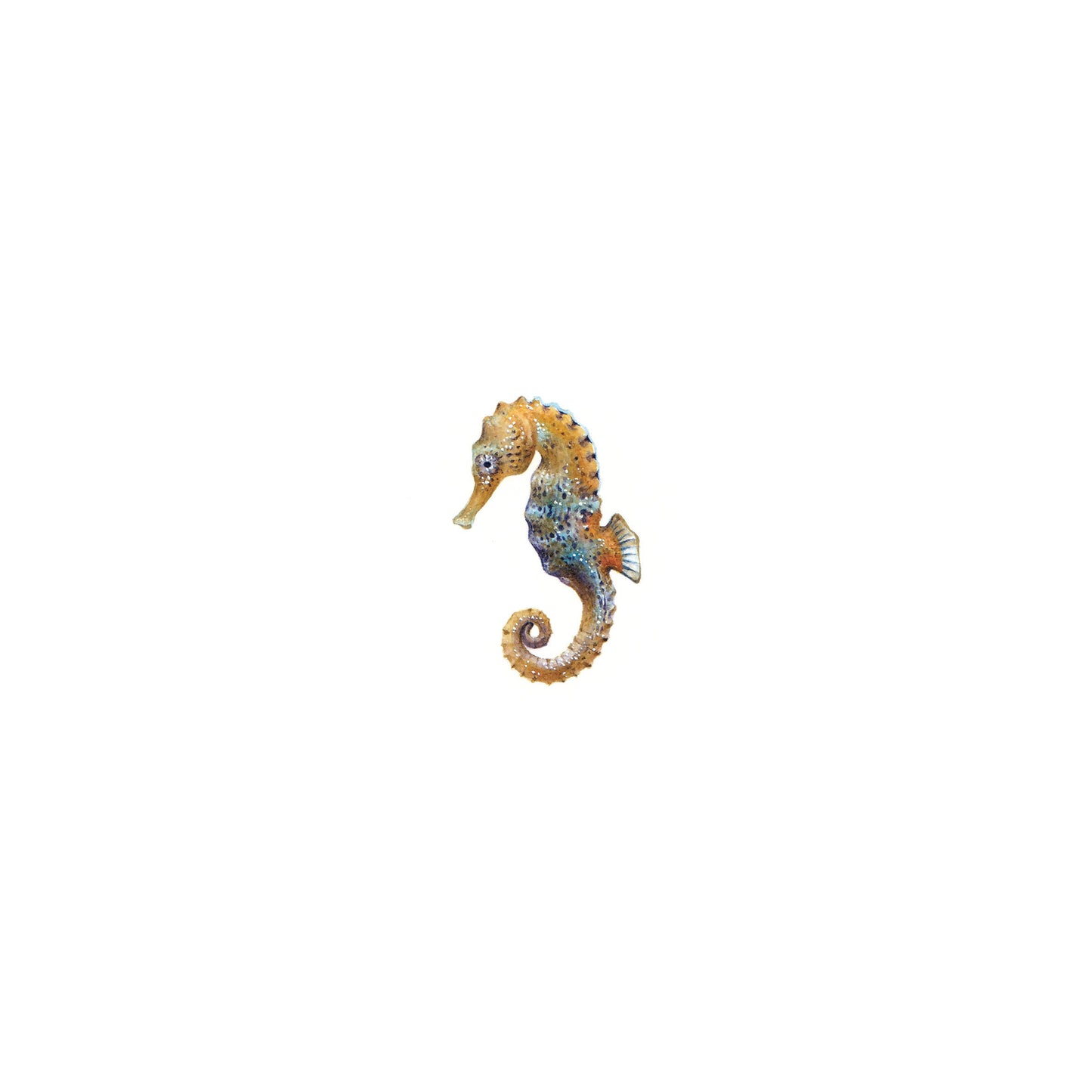 Seahorse. Print from original watercolor miniature painting