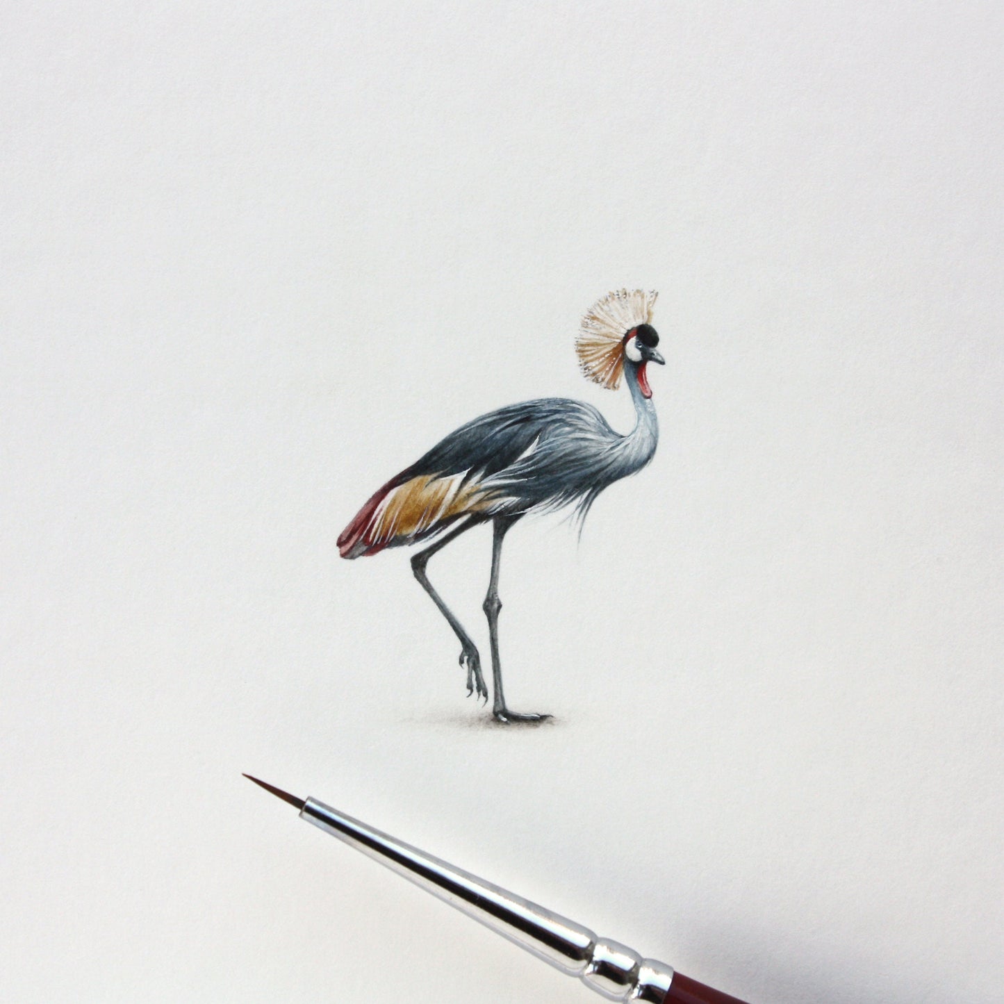 Grey Crowned Crane. Print from original watercolor miniature painting