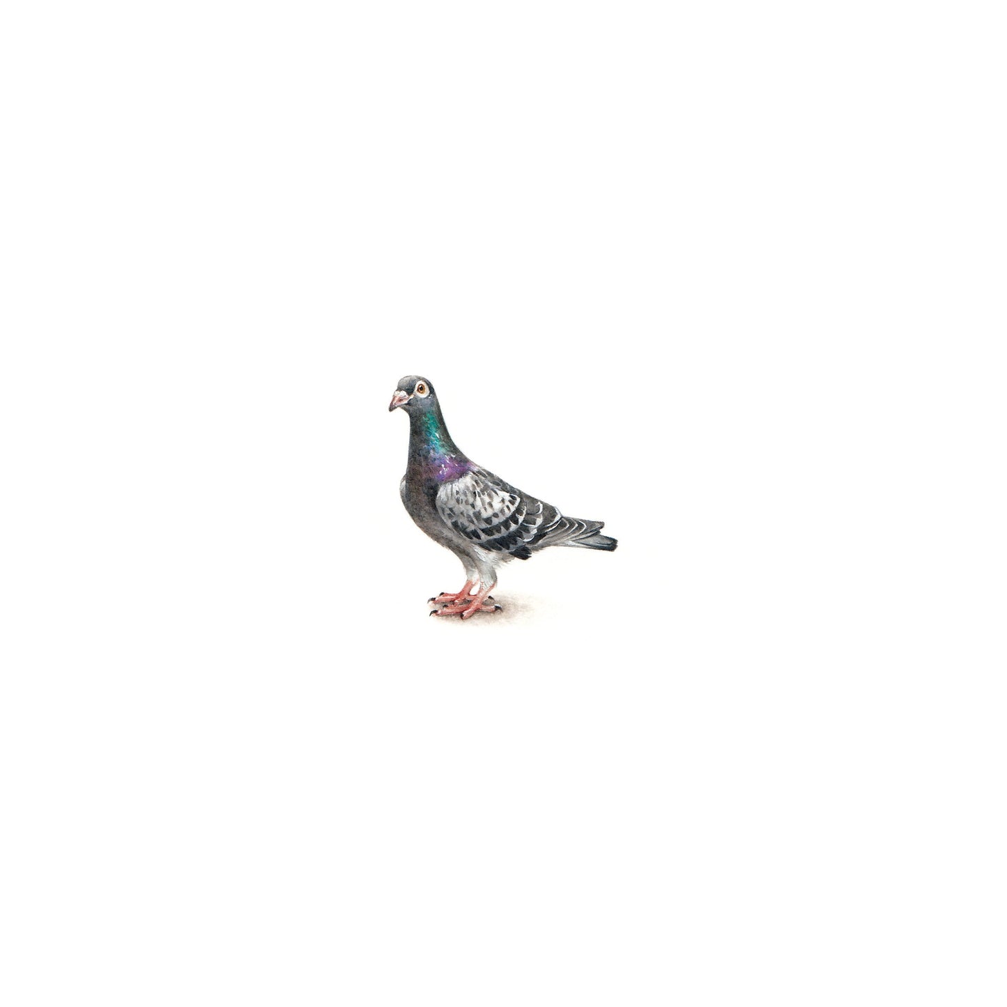 Pigeon. Print from original watercolor miniature painting