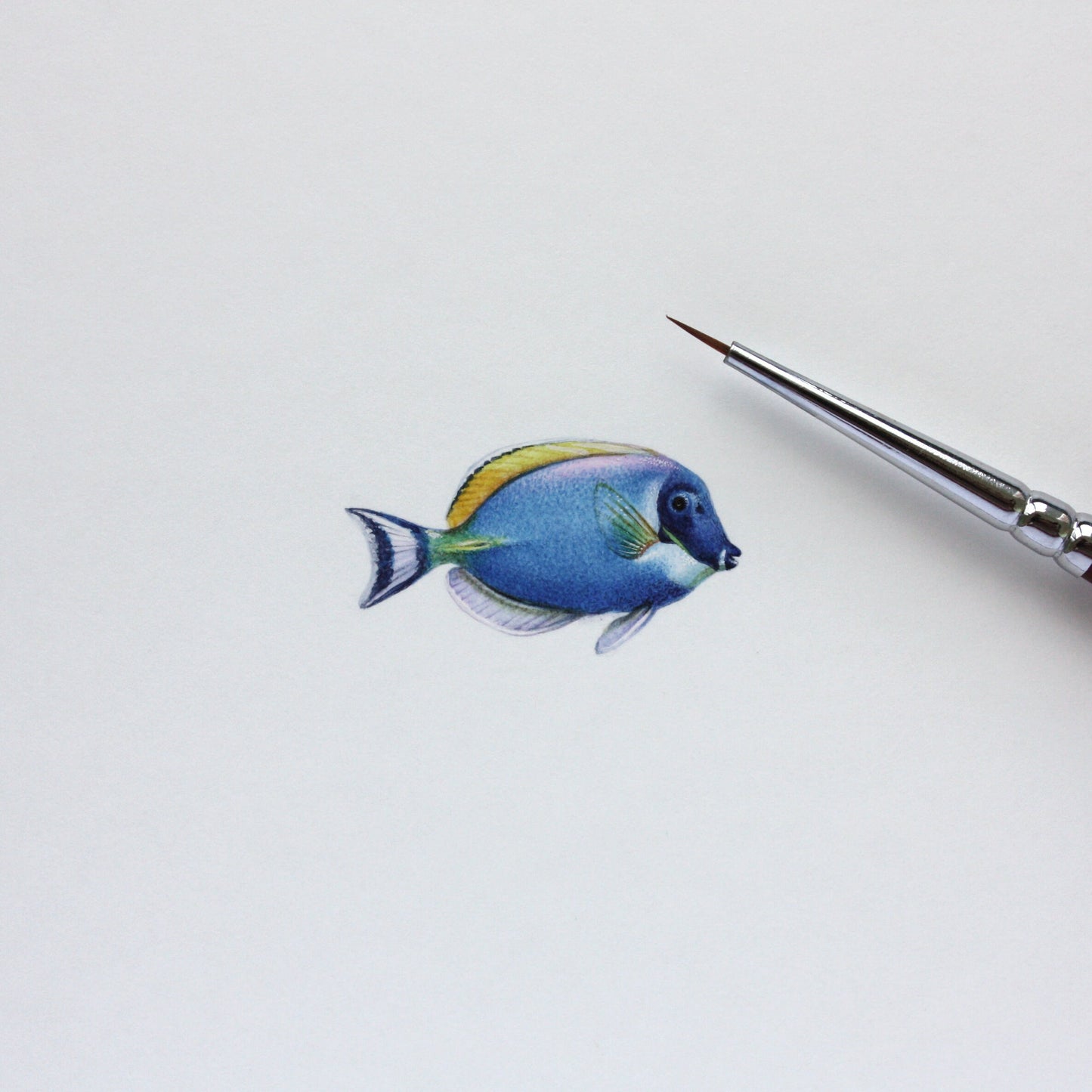 Powder Blue Tang. Print from original watercolor miniature painting