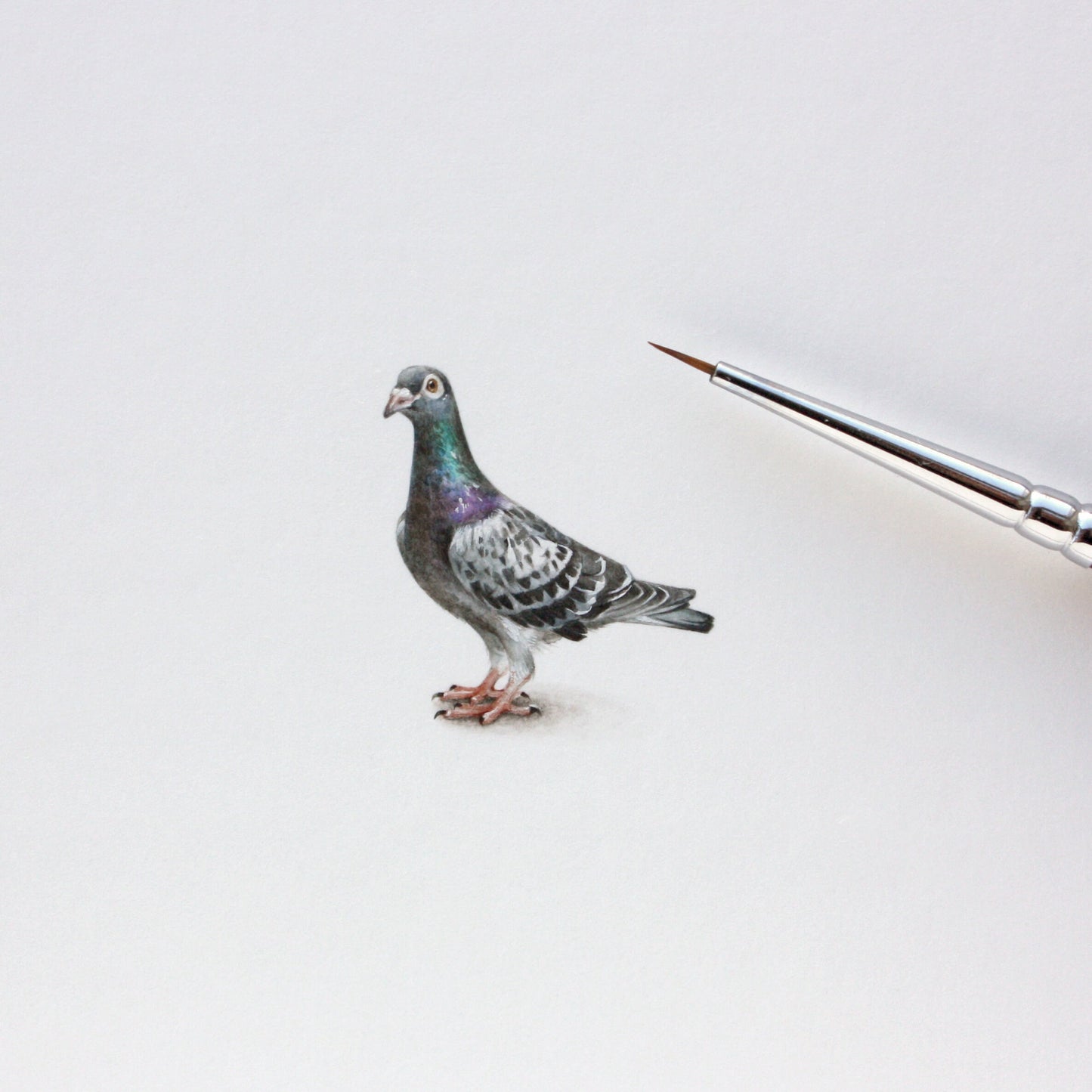 Pigeon. Print from original watercolor miniature painting