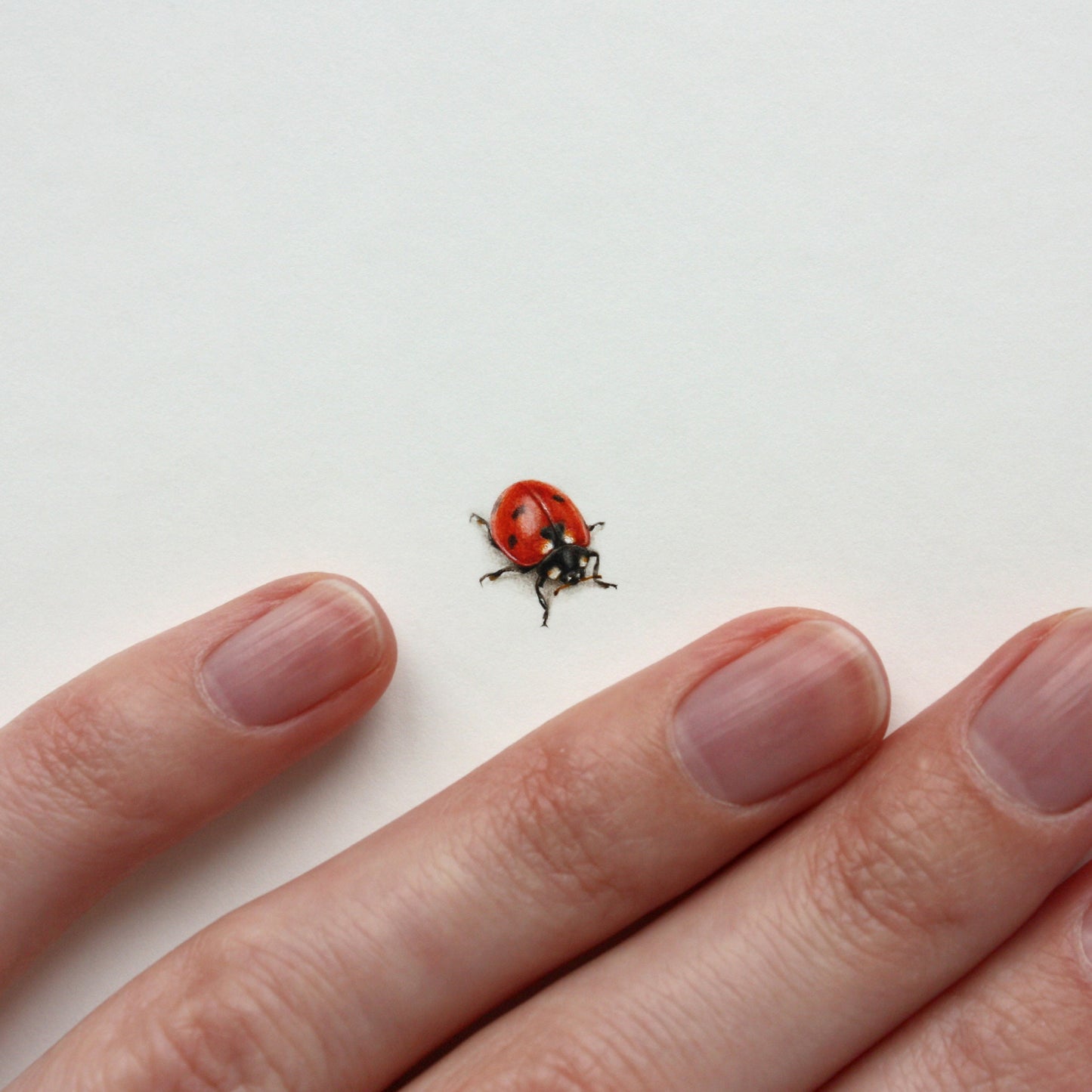 Ladybug. Print from original watercolor miniature painting