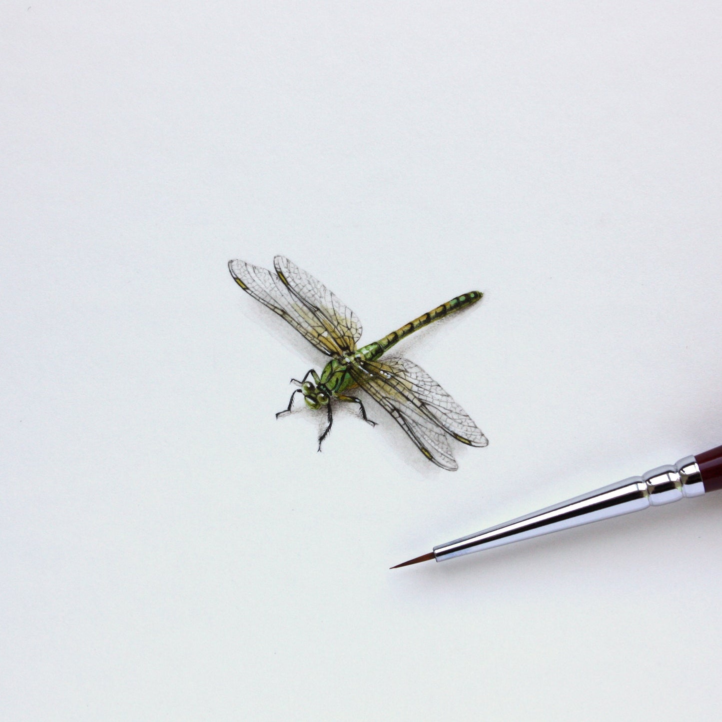 Dragonfly. Print from original watercolor miniature painting