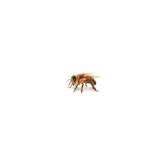 PRINT of watercolor miniature painting. Honeybee