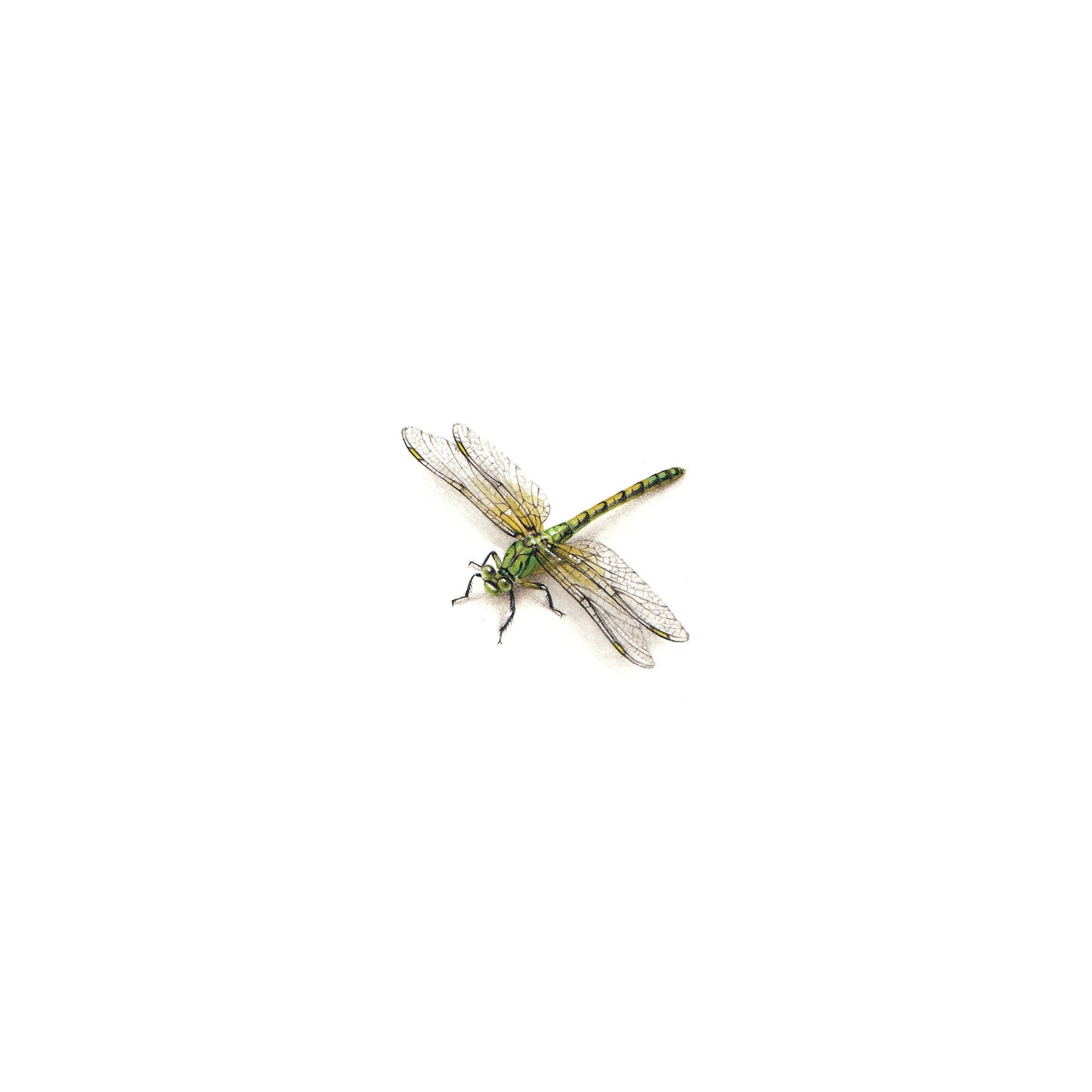 Dragonfly. Print from original watercolor miniature painting