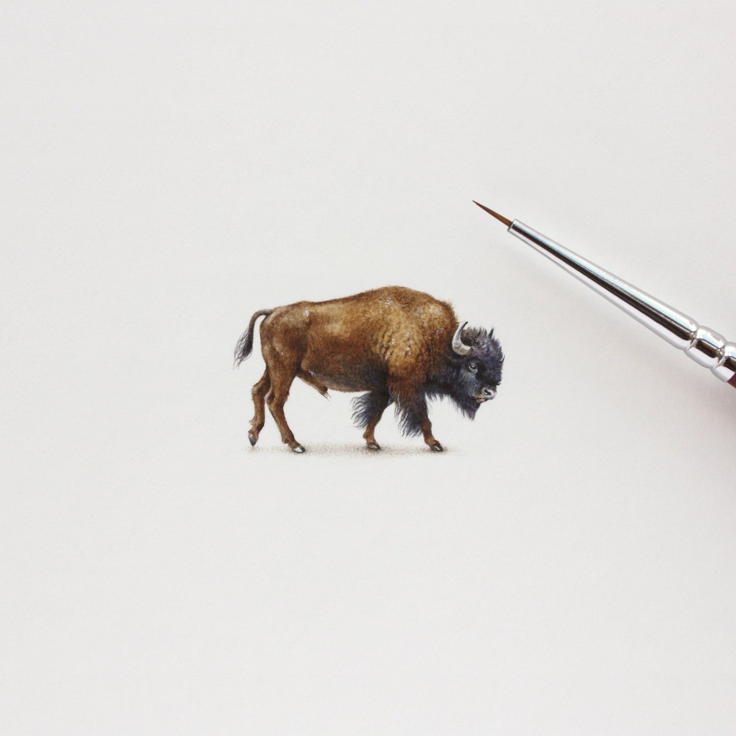 American Bison. Print from original watercolor miniature painting