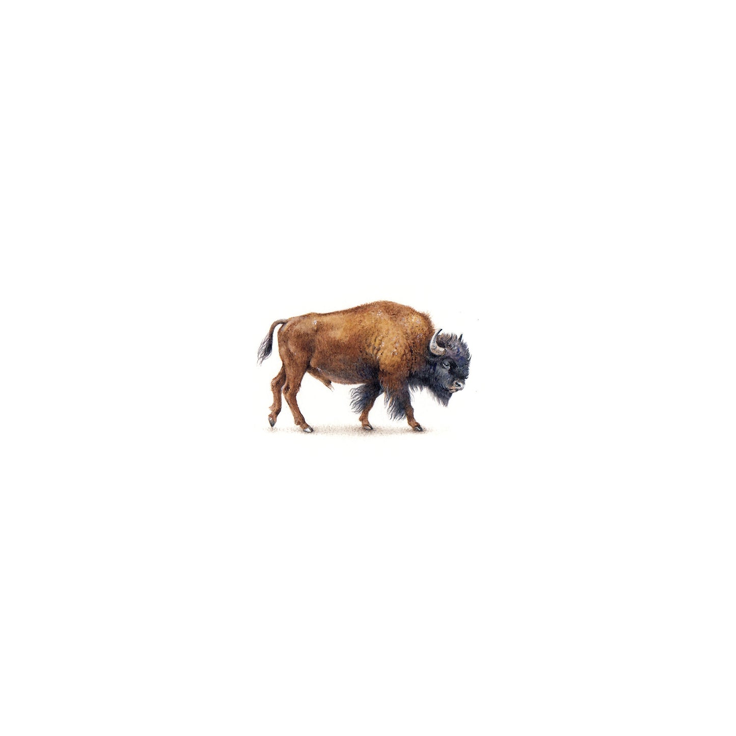 American Bison. Print from original watercolor miniature painting