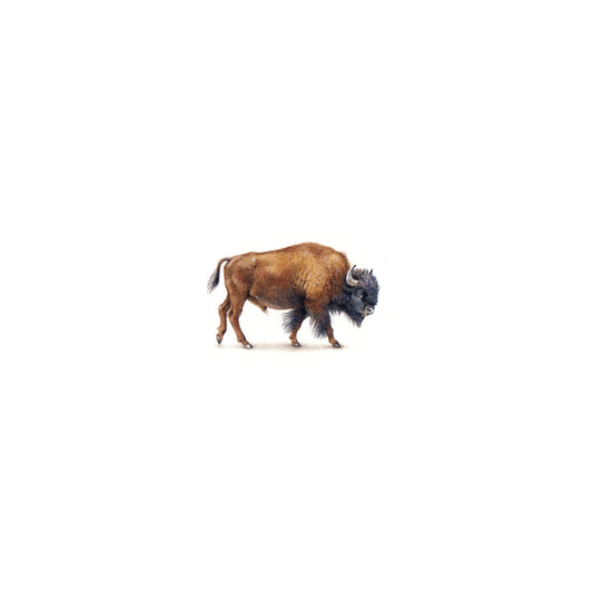 PRINT of watercolor miniature painting. American Bison