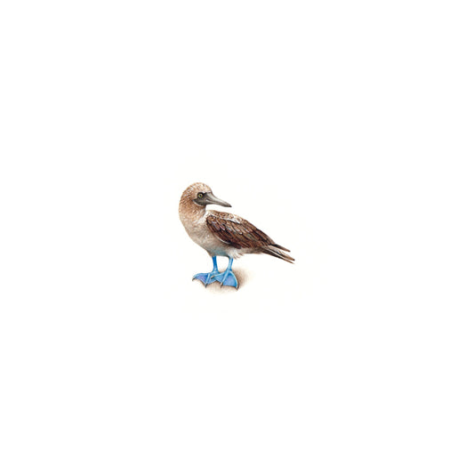 Blue-Footed Booby. Print from original watercolor miniature painting