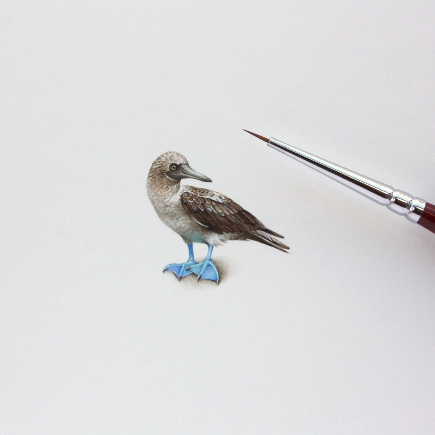 Blue-Footed Booby. Print from original watercolor miniature painting