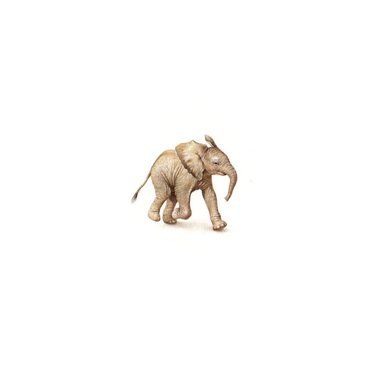 Baby Elephant. Print from original watercolor miniature painting