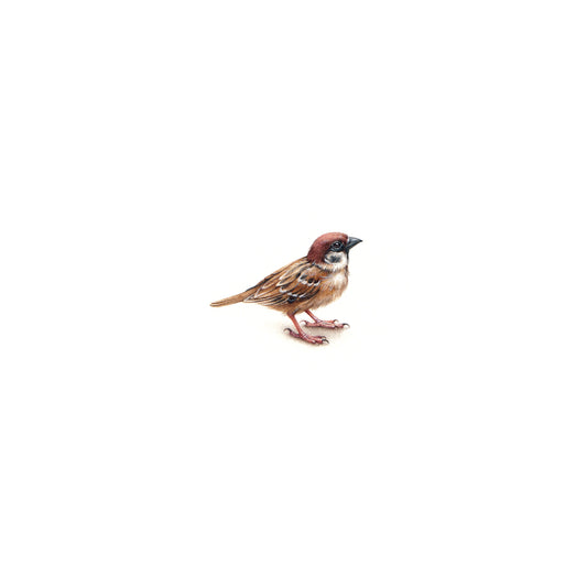 PRINT of watercolor miniature painting. Tree Sparrow