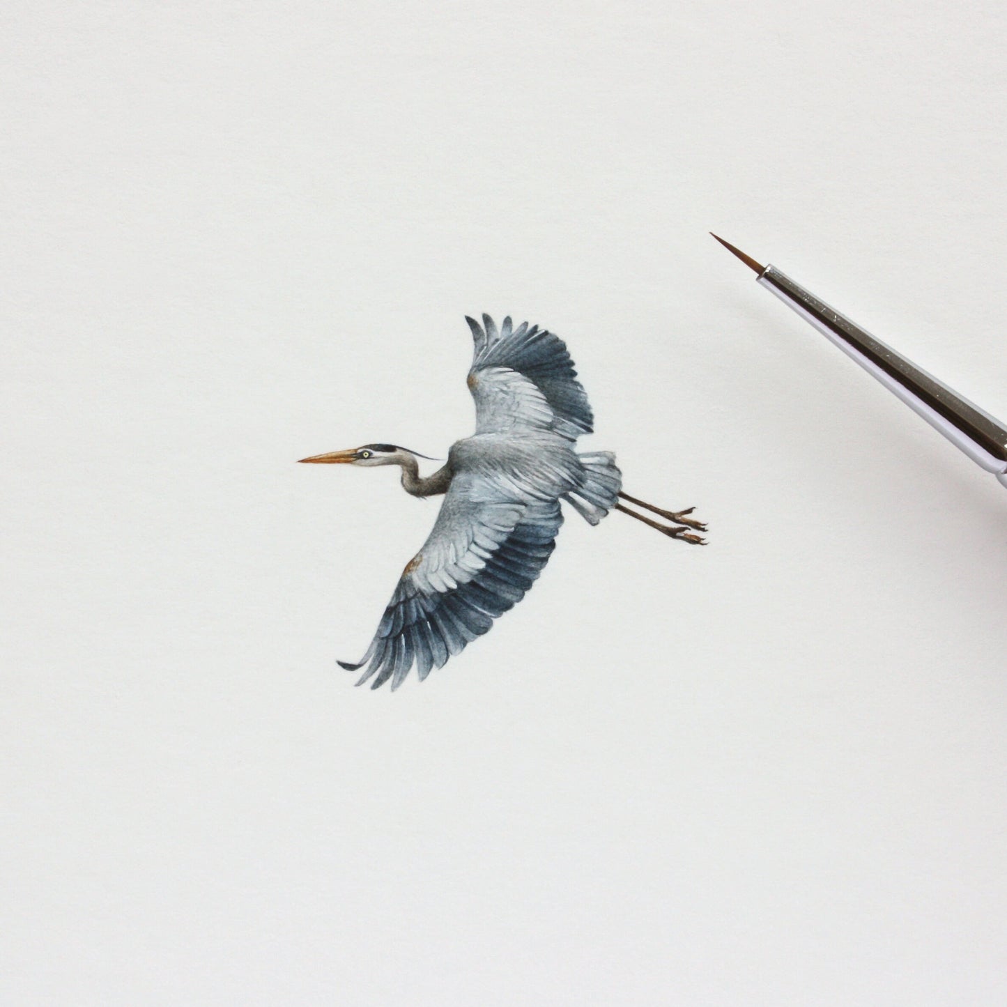 Great Blue Heron. Print from original watercolor miniature painting