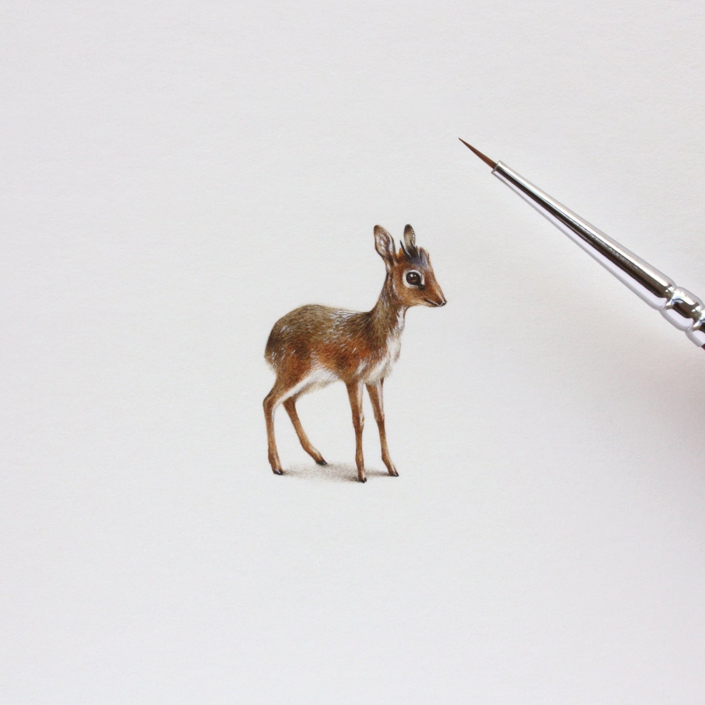 Dik-dik. Print from original watercolor miniature painting