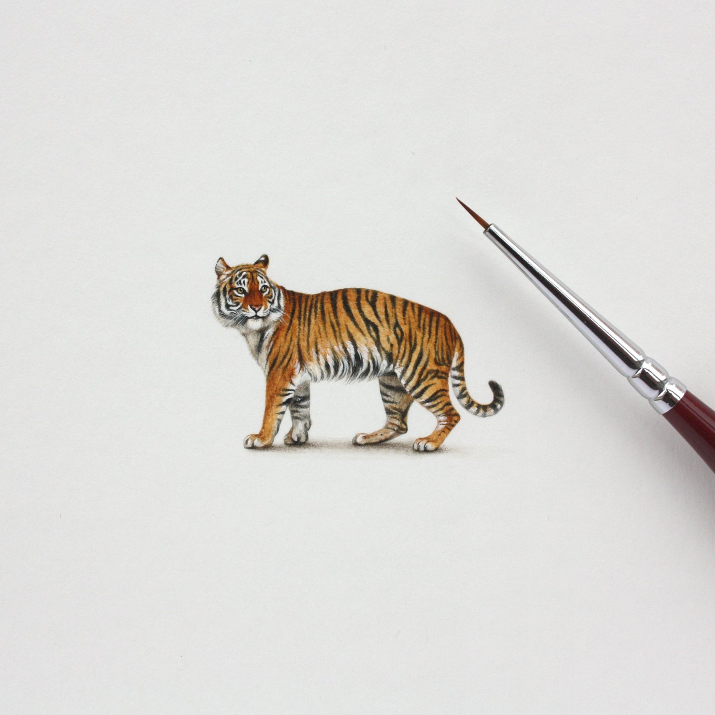 Tiger. Print from original watercolor miniature painting